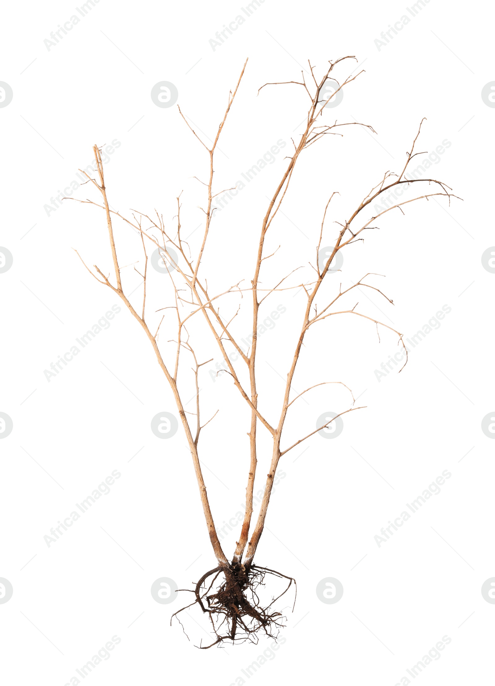 One plant with root isolated on white Photo of One plant with root isolated on white