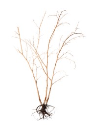 Photo of One plant with root isolated on white