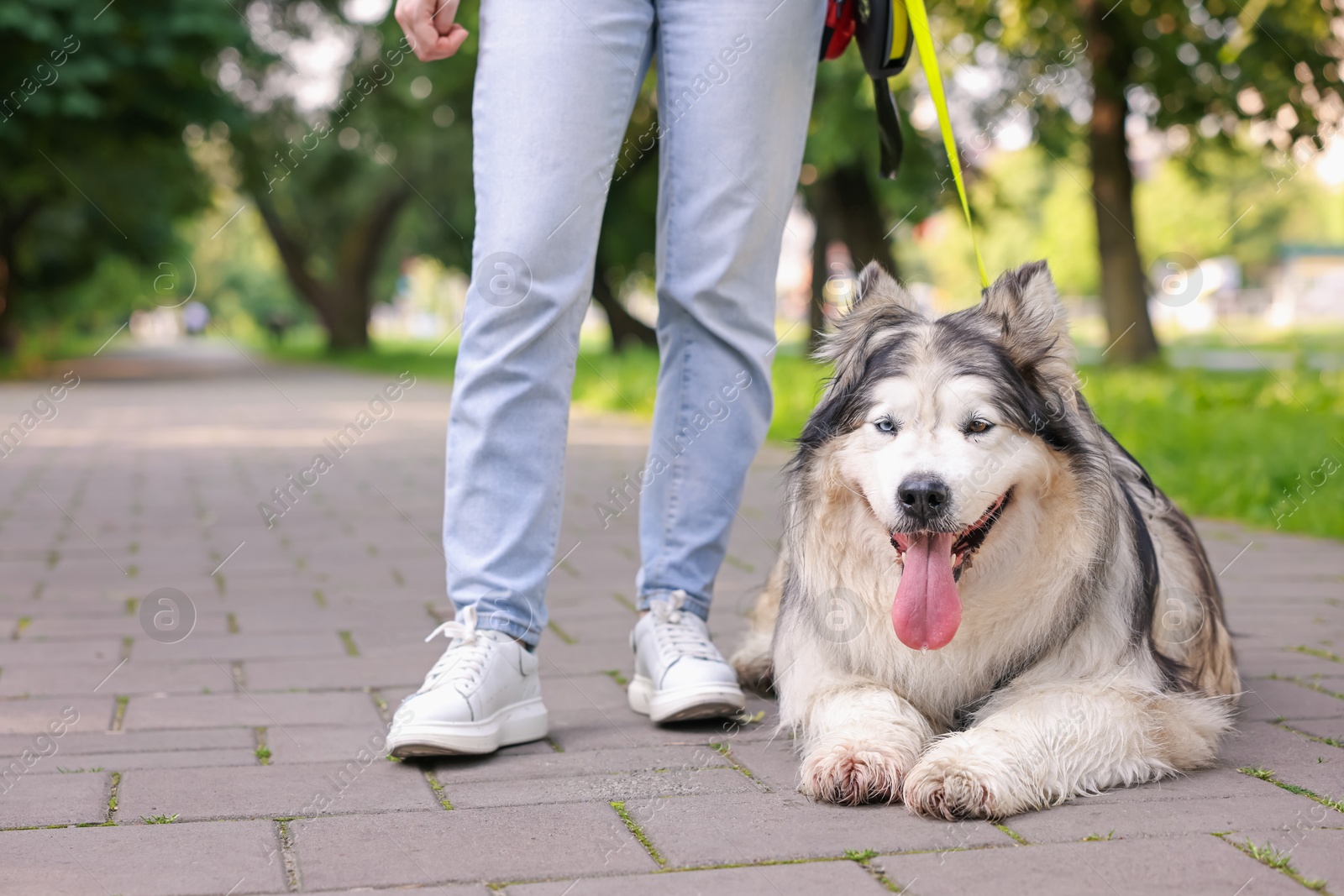 Woman with her cute Alaskan malamute dog in park, closeup Photo of Woman with her cute Alaskan malamute dog in park, closeup