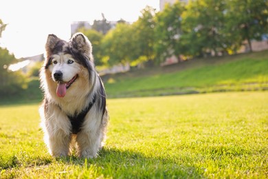 Photo of Adorable Alaskan malamute dog standing on green grass outdoors in morning. Space for text