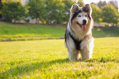 Photo of Adorable Alaskan malamute dog standing on green grass outdoors in morning. Space for text