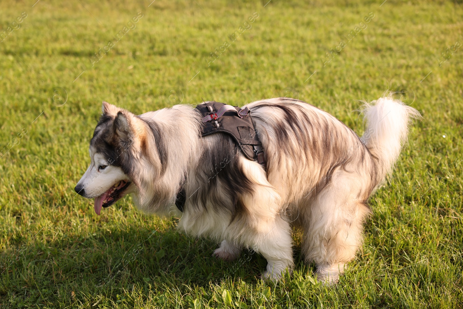 Alaskan malamute dog on green grass outdoors in morning Photo of Alaskan malamute dog on green grass outdoors in morning