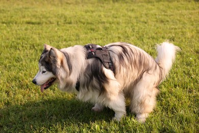 Photo of Alaskan malamute dog on green grass outdoors in morning