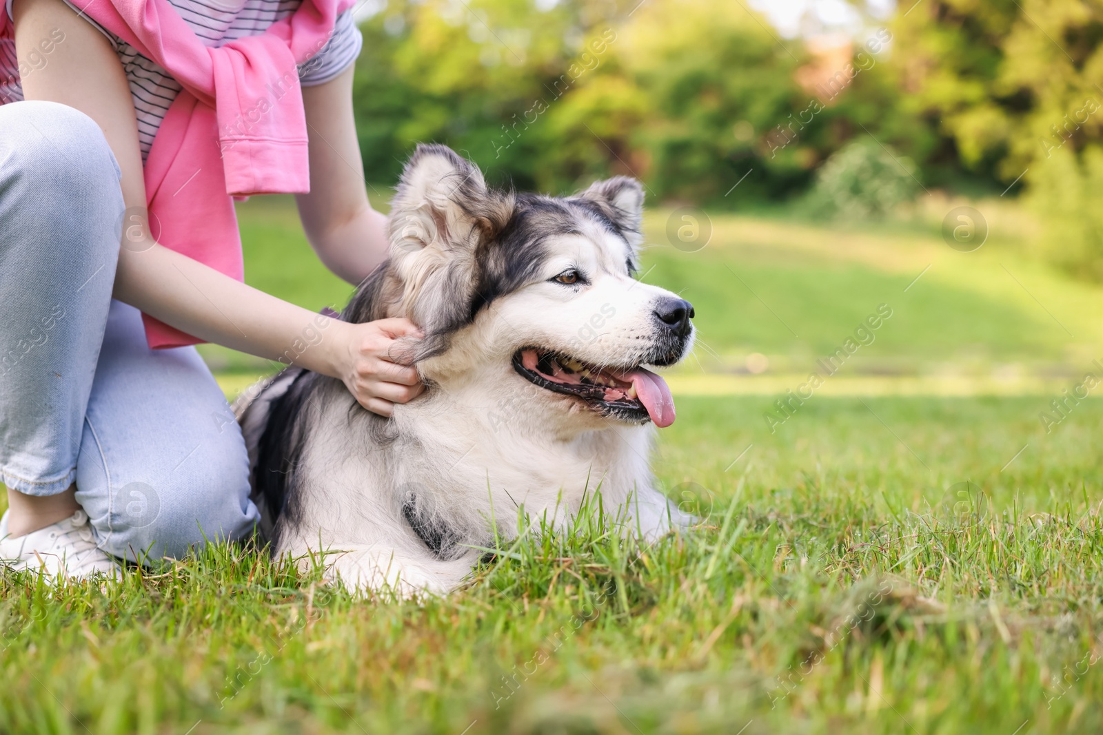 Woman with her cute Alaskan malamute dog on green grass outdoors in morning, closeup Photo of Woman with her cute Alaskan malamute dog on green grass outdoors in morning, closeup