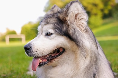 Photo of Portrait of adorable Alaskan malamute dog outdoors in morning, closeup