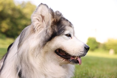 Photo of Portrait of adorable Alaskan malamute dog outdoors in morning, closeup