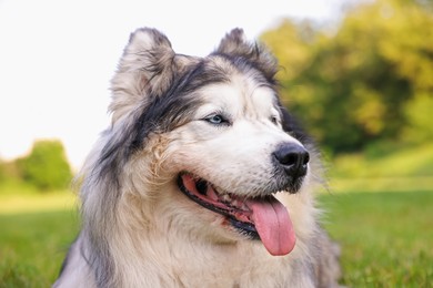 Photo of Portrait of adorable Alaskan malamute dog outdoors in morning, closeup