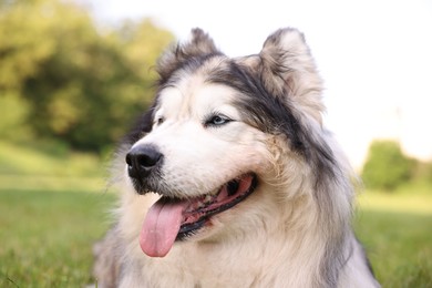 Photo of Portrait of adorable Alaskan malamute dog outdoors in morning, closeup