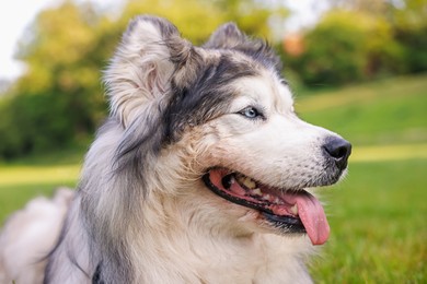 Photo of Portrait of adorable Alaskan malamute dog outdoors in morning, closeup