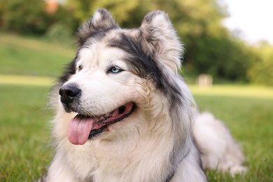 Photo of Portrait of adorable Alaskan malamute dog outdoors in morning, closeup