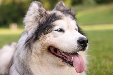 Photo of Portrait of adorable Alaskan malamute dog outdoors in morning, closeup
