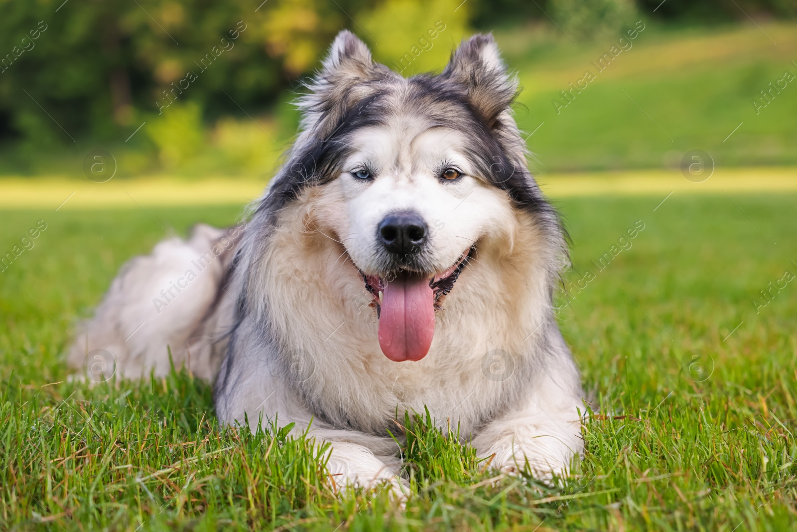 Adorable Alaskan malamute dog lying on green grass outdoors Photo of Adorable Alaskan malamute dog lying on green grass outdoors