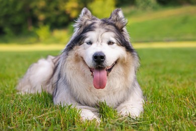 Photo of Adorable Alaskan malamute dog lying on green grass outdoors