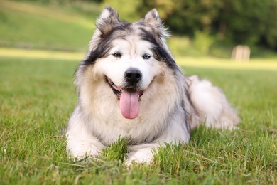 Photo of Adorable Alaskan malamute dog lying on green grass outdoors