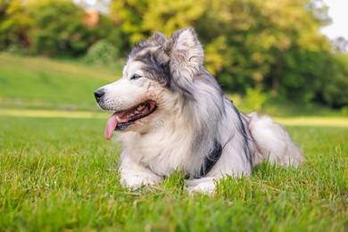 Photo of Adorable Alaskan malamute dog lying on green grass outdoors