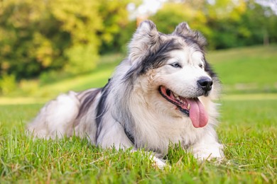 Photo of Adorable Alaskan malamute dog lying on green grass outdoors