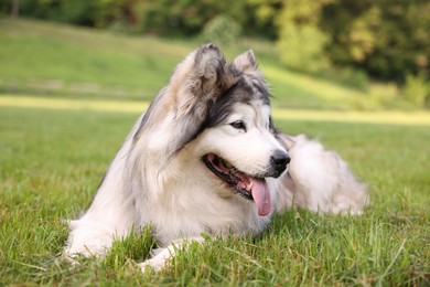 Photo of Adorable Alaskan malamute dog lying on green grass outdoors
