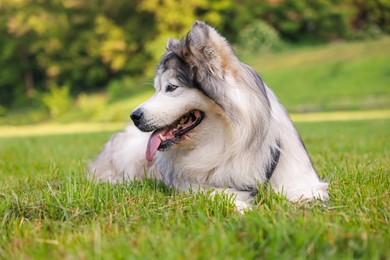 Photo of Adorable Alaskan malamute dog lying on green grass outdoors