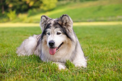 Photo of Adorable Alaskan malamute dog lying on green grass outdoors