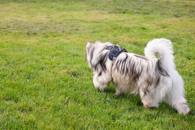 Photo of Adorable Alaskan malamute dog walking on green grass outdoors. Space for text