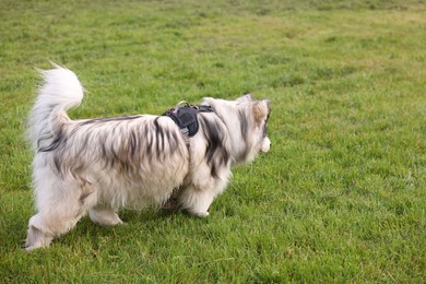 Photo of Adorable Alaskan malamute dog walking on green grass outdoors