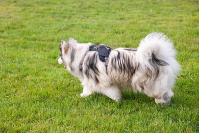 Photo of Adorable Alaskan malamute dog walking on green grass outdoors