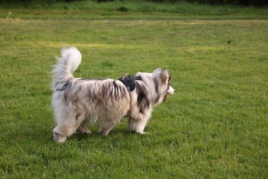 Photo of Adorable Alaskan malamute dog walking on green grass outdoors