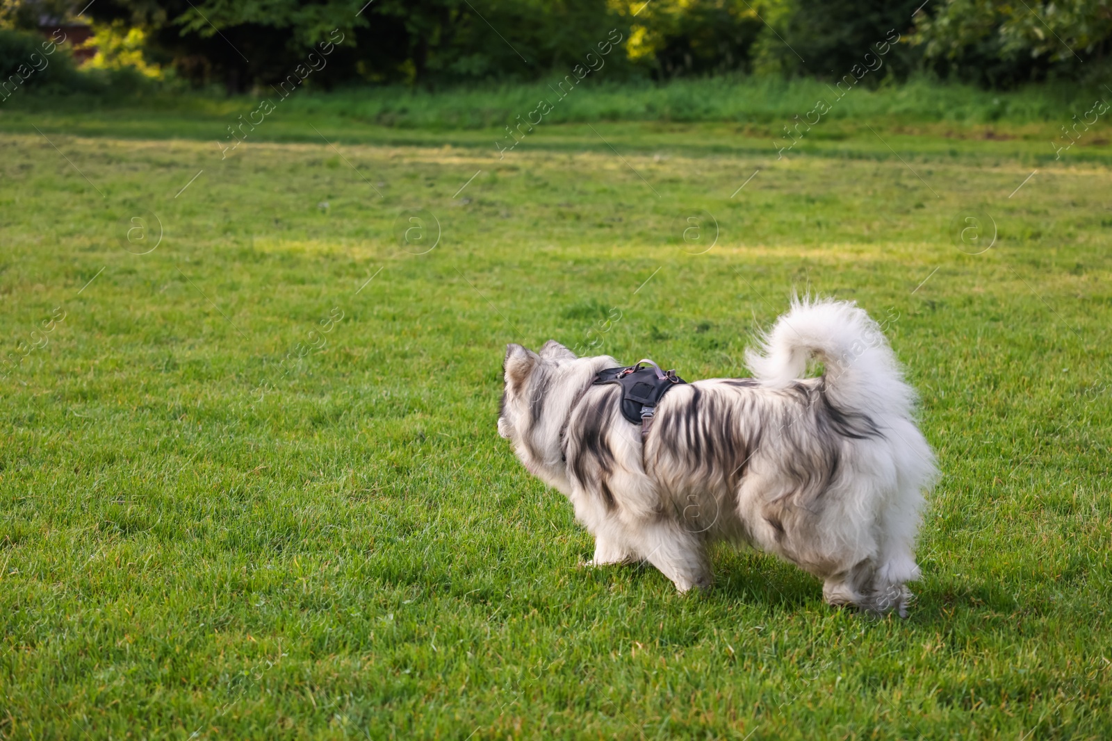Adorable Alaskan malamute dog walking on green grass outdoors. Space for text Photo of Adorable Alaskan malamute dog walking on green grass outdoors. Space for text