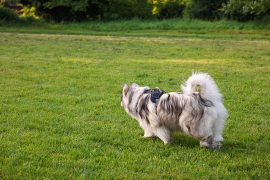 Photo of Adorable Alaskan malamute dog walking on green grass outdoors. Space for text