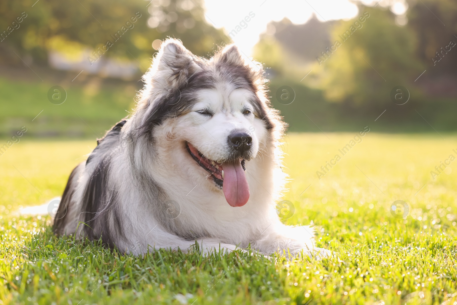 Adorable Alaskan malamute dog lying on green grass outdoors in morning Photo of Adorable Alaskan malamute dog lying on green grass outdoors in morning