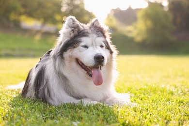 Photo of Adorable Alaskan malamute dog lying on green grass outdoors in morning