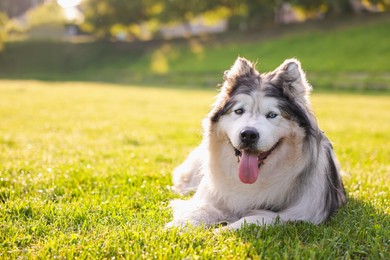 Photo of Adorable Alaskan malamute dog lying on green grass outdoors in morning. Space for text