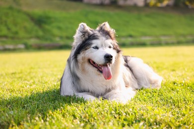 Photo of Adorable Alaskan malamute dog lying on green grass outdoors in morning