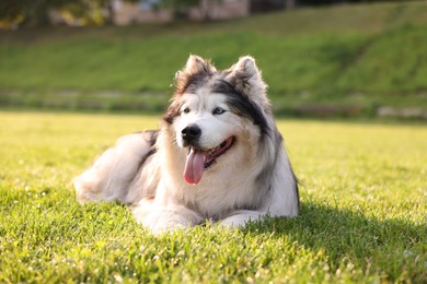 Photo of Adorable Alaskan malamute dog lying on green grass outdoors in morning