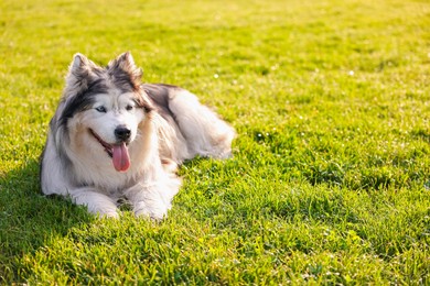 Photo of Adorable Alaskan malamute dog lying on green grass outdoors in morning. Space for text