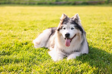 Photo of Adorable Alaskan malamute dog lying on green grass outdoors in morning