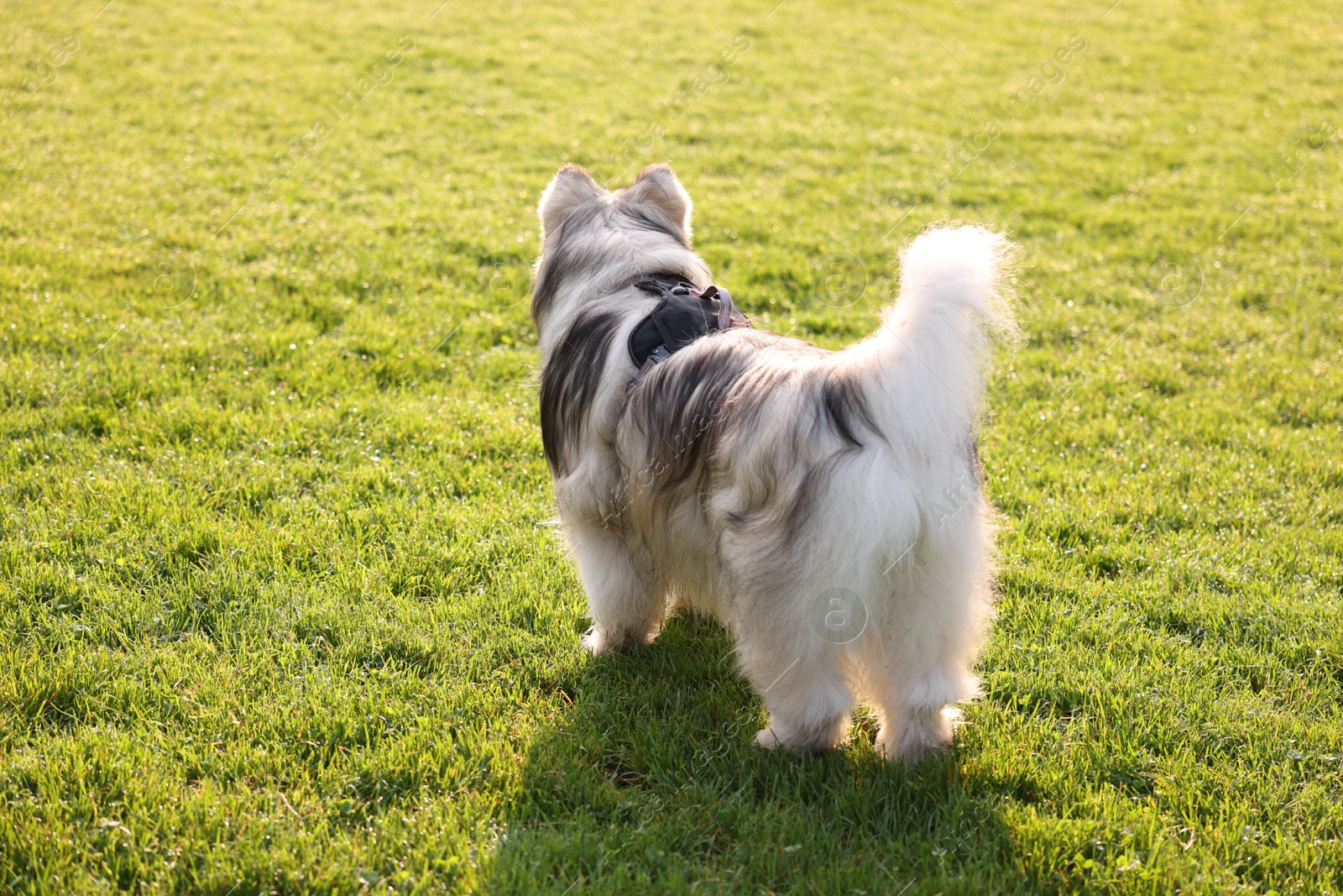Adorable Alaskan malamute dog standing on green grass outdoors in morning Photo of Adorable Alaskan malamute dog standing on green grass outdoors in morning