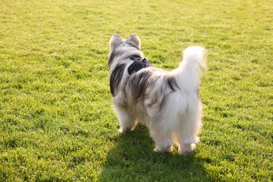 Photo of Adorable Alaskan malamute dog standing on green grass outdoors in morning
