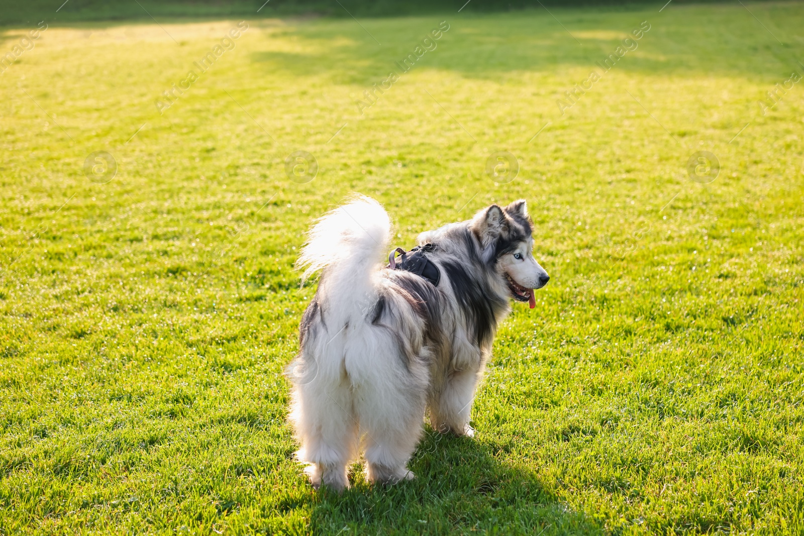 Adorable Alaskan malamute dog standing on green grass outdoors in morning Photo of Adorable Alaskan malamute dog standing on green grass outdoors in morning