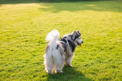 Photo of Adorable Alaskan malamute dog standing on green grass outdoors in morning