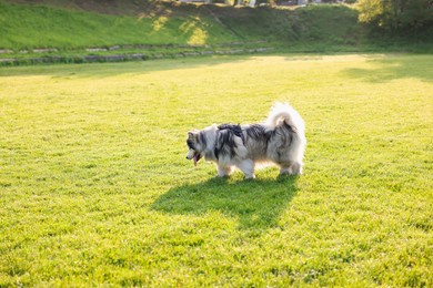 Photo of Adorable Alaskan malamute dog walking on green grass outdoors in morning