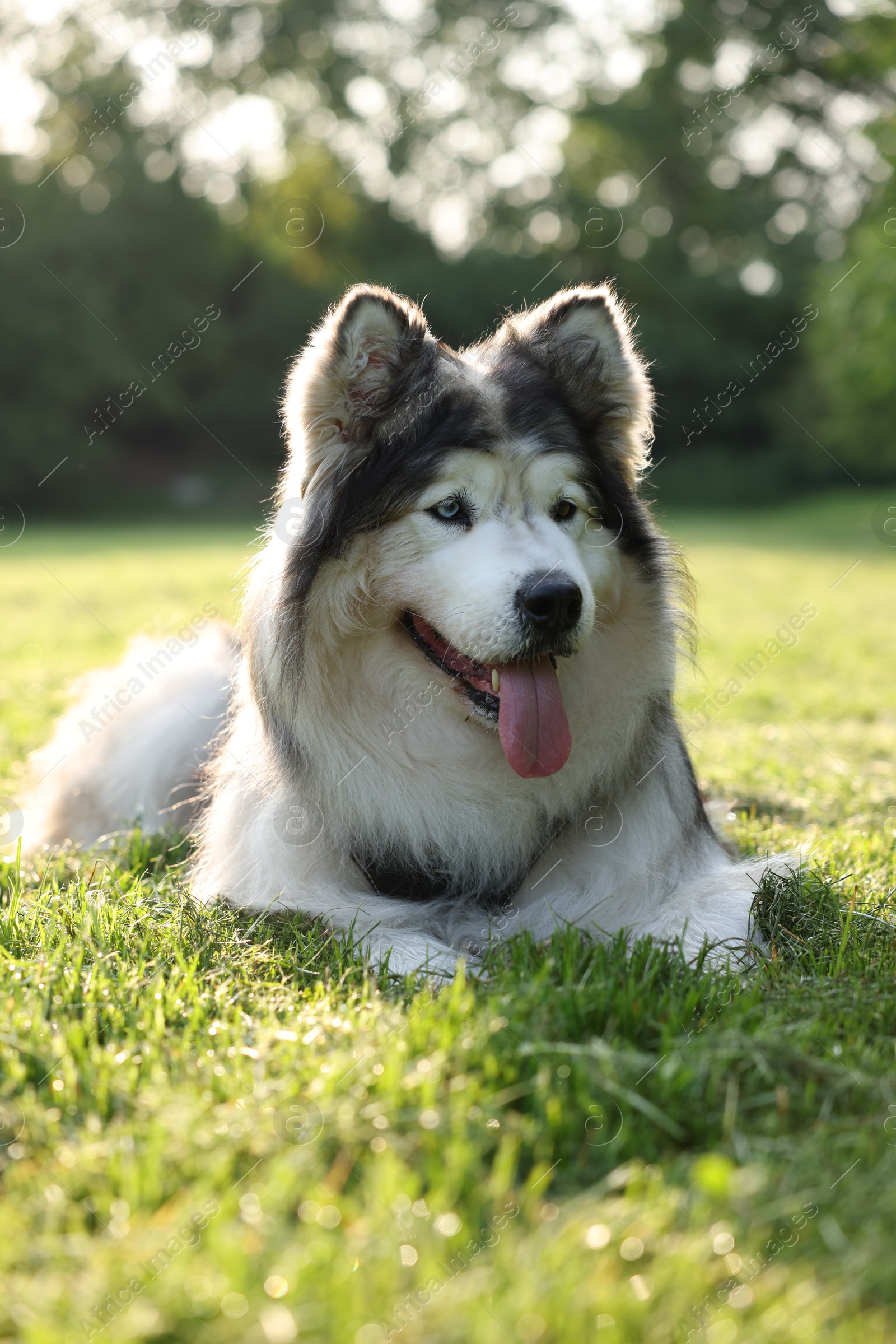 Adorable Alaskan malamute dog lying on green grass outdoors Photo of Adorable Alaskan malamute dog lying on green grass outdoors