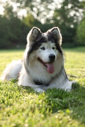 Photo of Adorable Alaskan malamute dog lying on green grass outdoors