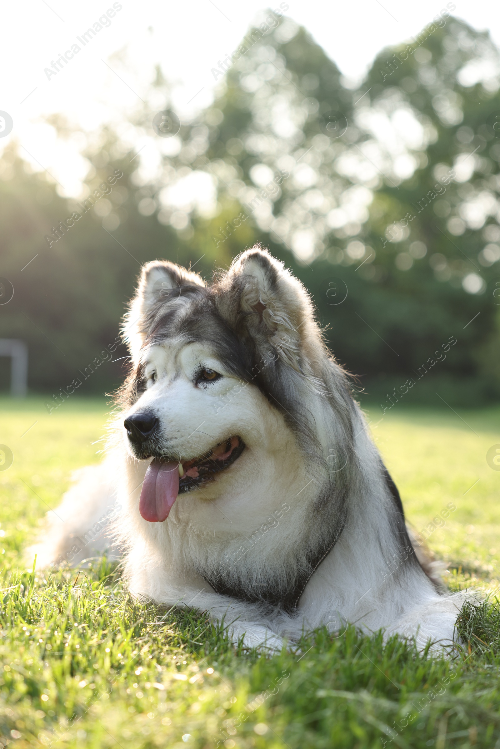 Adorable Alaskan malamute dog lying on green grass outdoors in morning Photo of Adorable Alaskan malamute dog lying on green grass outdoors in morning