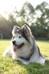 Photo of Adorable Alaskan malamute dog lying on green grass outdoors in morning