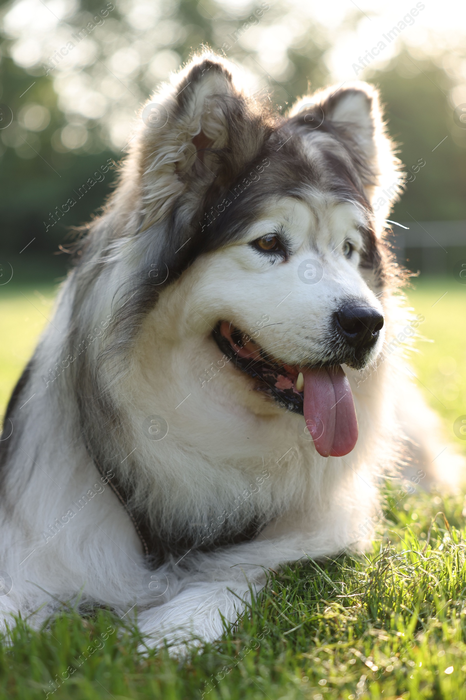 Adorable Alaskan malamute dog lying on green grass outdoors in morning, closeup Photo of Adorable Alaskan malamute dog lying on green grass outdoors in morning, closeup