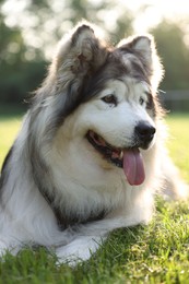 Photo of Adorable Alaskan malamute dog lying on green grass outdoors in morning, closeup