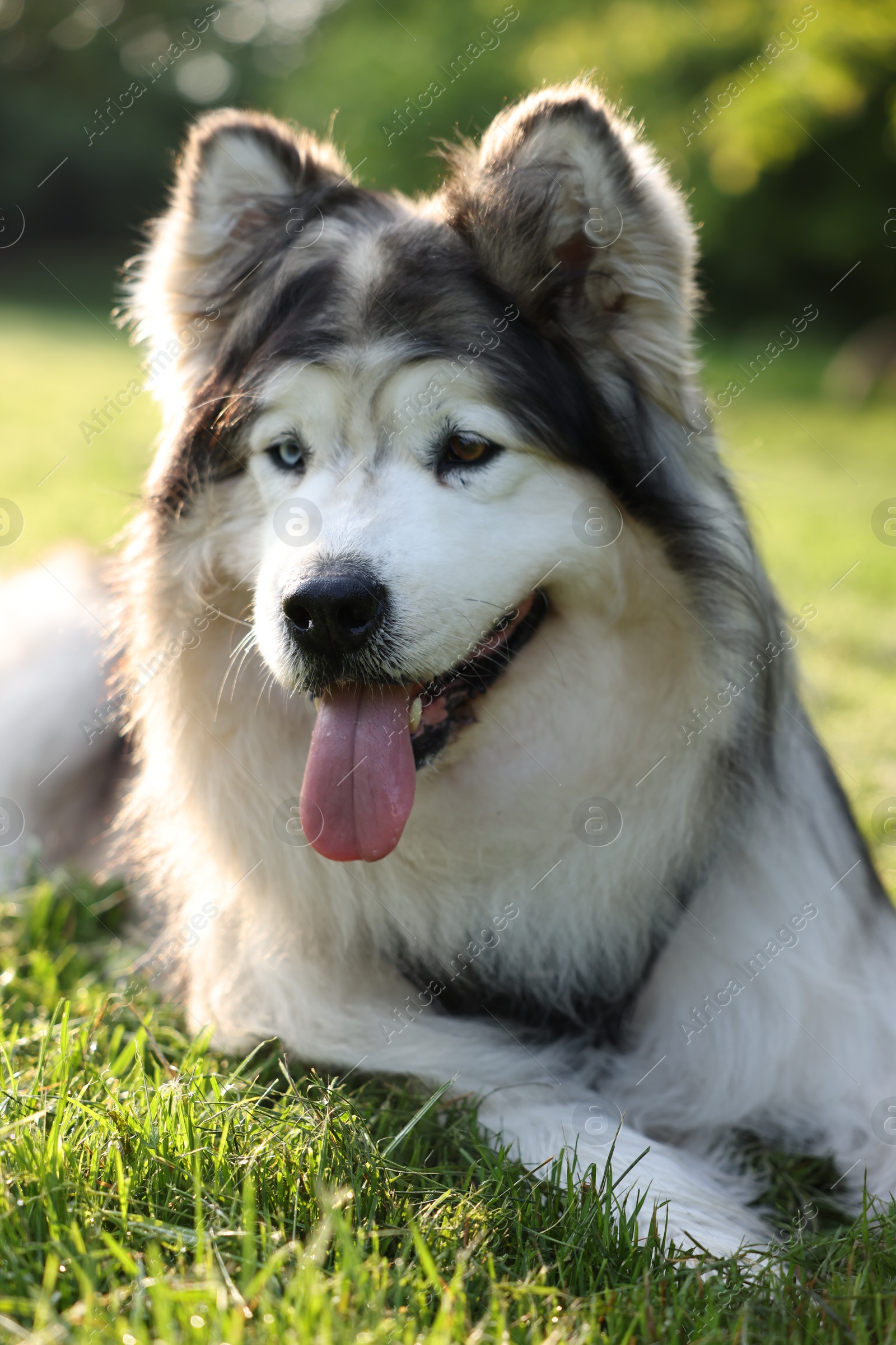 Adorable Alaskan malamute dog lying on green grass outdoors in morning, closeup Photo of Adorable Alaskan malamute dog lying on green grass outdoors in morning, closeup