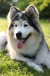 Photo of Adorable Alaskan malamute dog lying on green grass outdoors in morning, closeup
