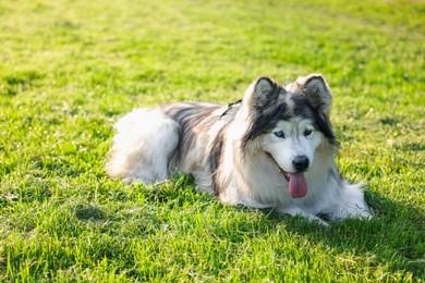 Photo of Adorable Alaskan malamute dog lying on green grass outdoors in morning